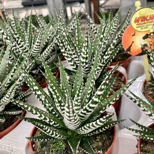 Haworthia Fasciata Big Band - Pot De 8,5 Cm