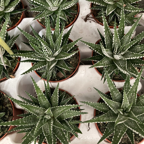 Haworthia Fasciata Big Band - Pot De 8,5 Cm