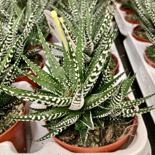 Haworthia Fasciata Big Band - Pot De 8,5 Cm