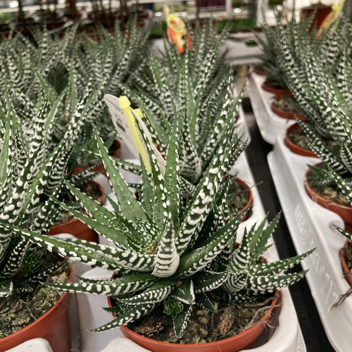 Haworthia Fasciata Big Band - Pot De 8,5 Cm