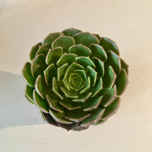 Echeveria Scheidekerii - Pot De 8,5 Cm