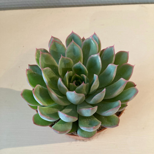 Echeveria Scheidekerii - Pot De 8,5 Cm