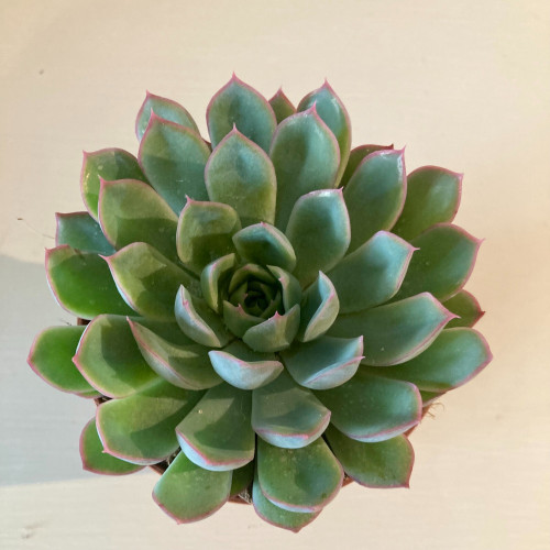 Echeveria Scheidekerii - Pot De 8,5 Cm