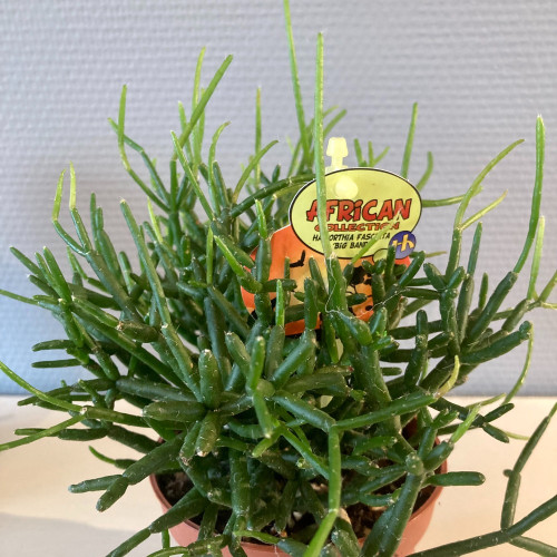 Rhipsalis Burchelli - Pot De 10,5 Cm