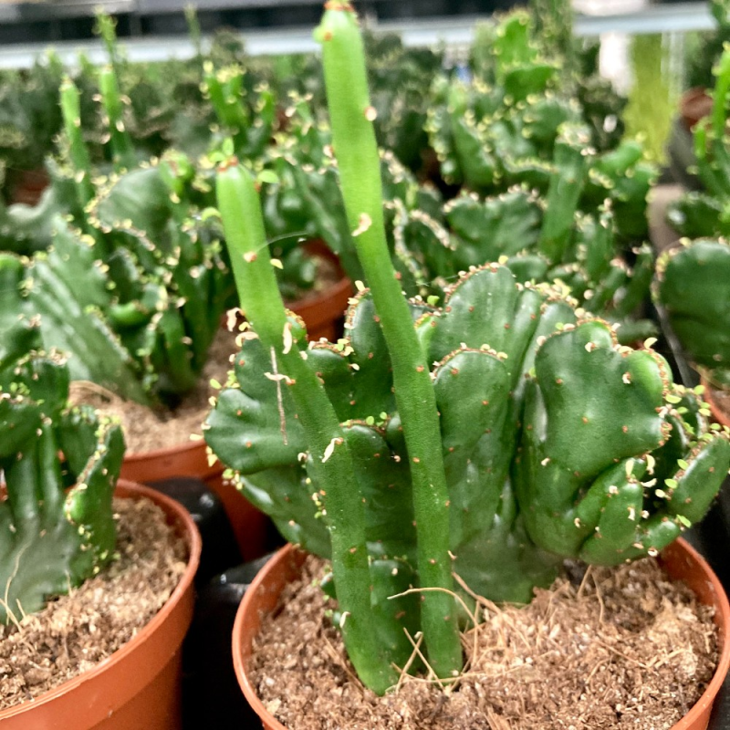 Euphorbe cactus : plantation, entretien, soin