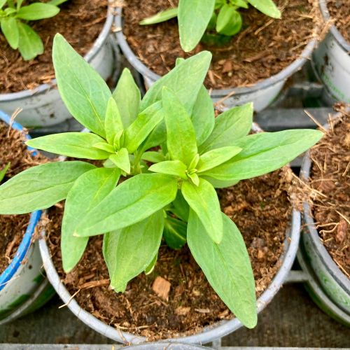 Antirrhinum Fruit Salad Purple