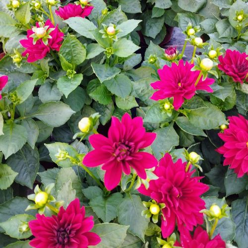 Dahlia Hypnotia Electric Pink