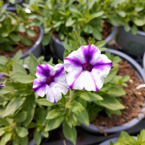 Petunia Violet Star