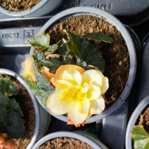 Begonia I'Conia Aroma Peach