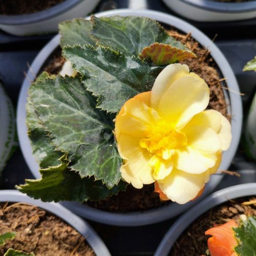 Begonia I'Conia Aroma Peach