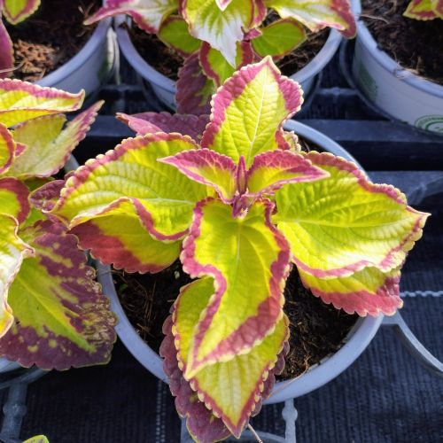 Coleus Stained Glassworks Velvet