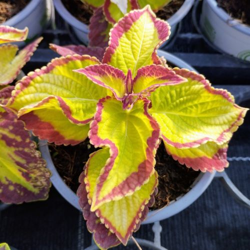 Coleus Stained Glassworks Velvet