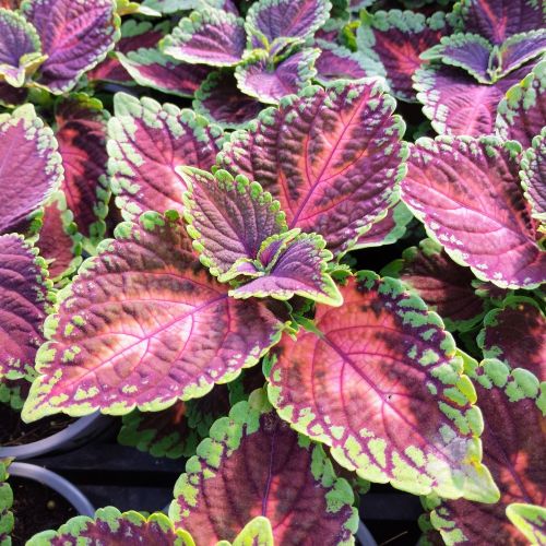 Coleus Stained Glassworksmagnificnet Mile