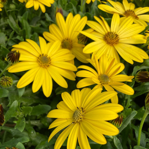 Osteospermum Voltage Yellow