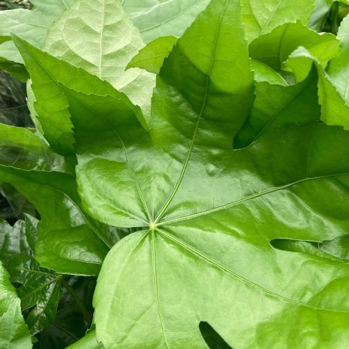 Fatsia Ovalifolium en pot de 17cm