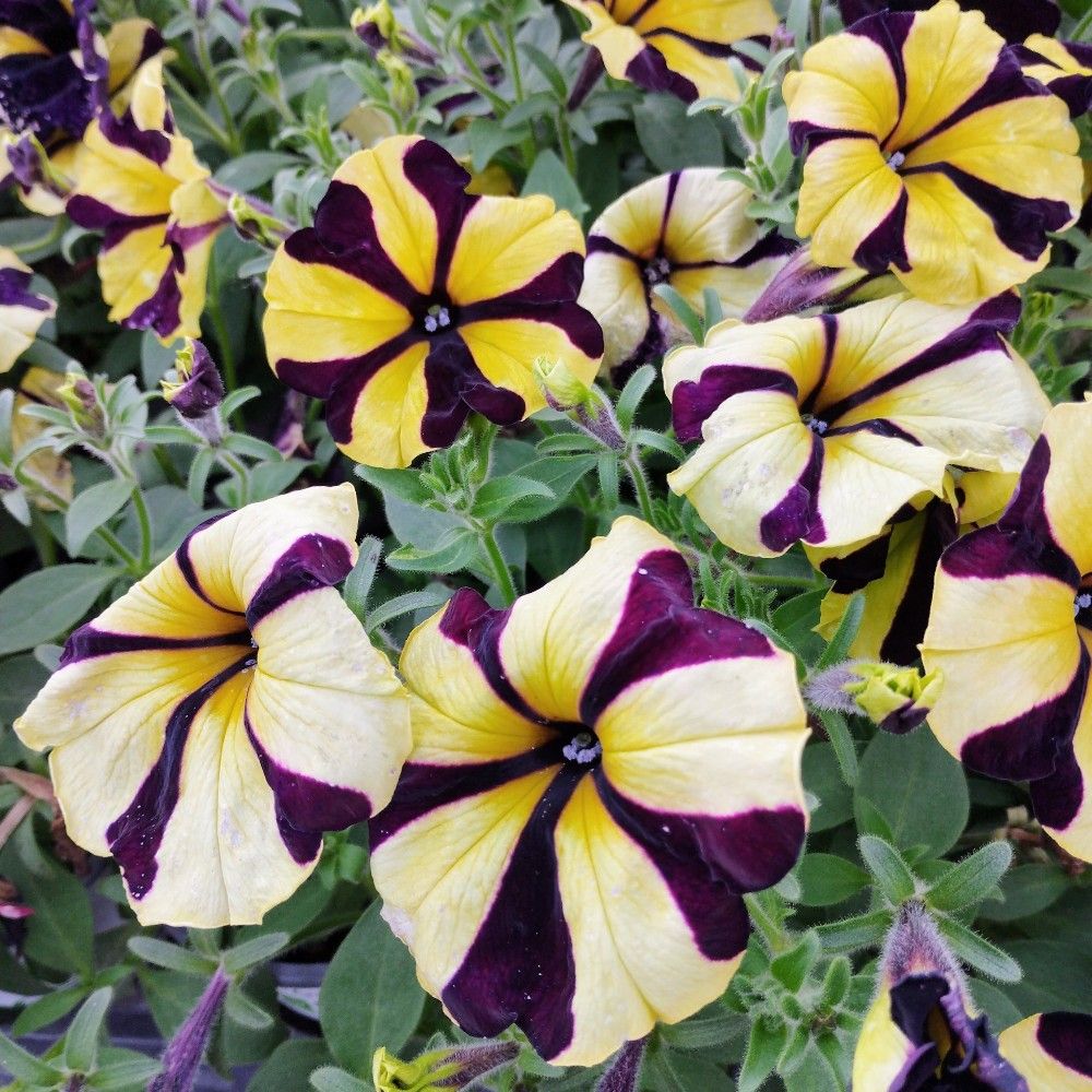 Petunia Mystical Phantom (Noir Et Jaune)