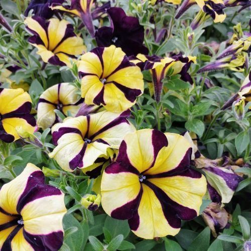 Petunia Mystical Phantom (Noir Et Jaune)