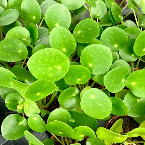 Pilea Peperomioides Frans Étiquette - Pot De 10,5 Cm