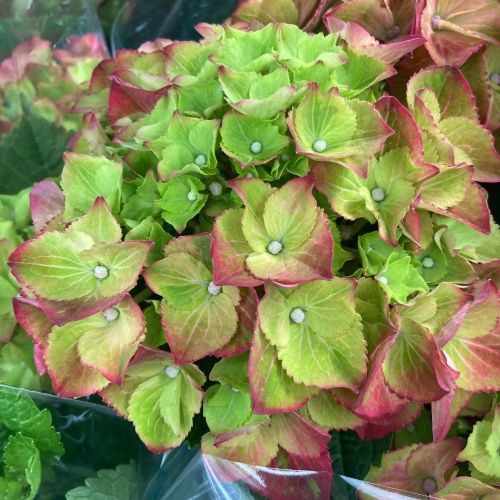 Hortensia Rouge 9/10 Fleurs - Pot De 14 Cm