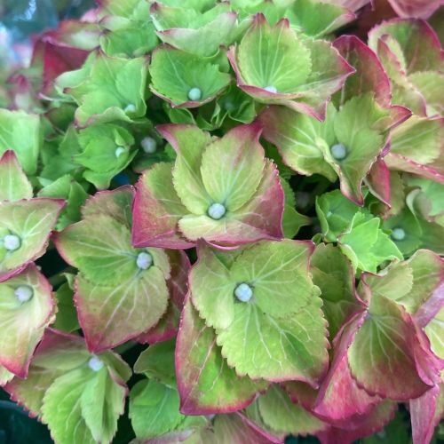 Hortensia Rouge 9/10 Fleurs - Pot De 14 Cm