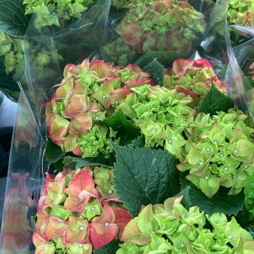 Hortensia Rouge 9/10 Fleurs - Pot De 14 Cm