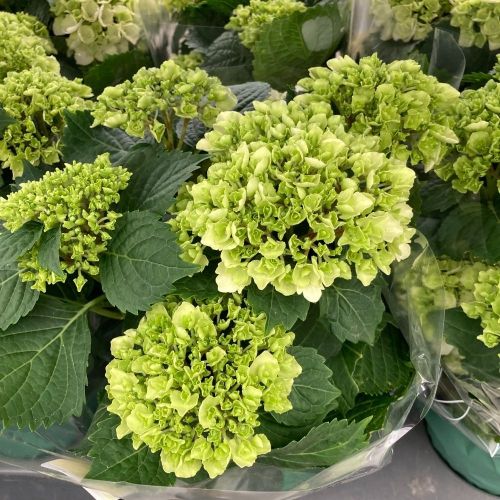 Hortensia Curly Wurly Blanc 7/8 - Pot De 14 Cm