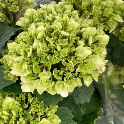 Hortensia Curly Wurly Blanc 7/8 - Pot De 14 Cm