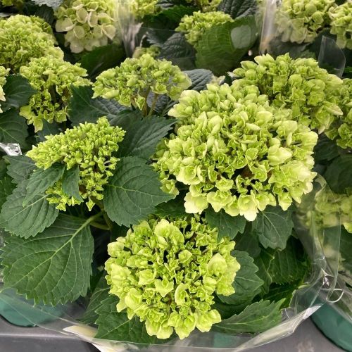 Hortensia Curly Wurly Blanc 7/8 - Pot De 14 Cm