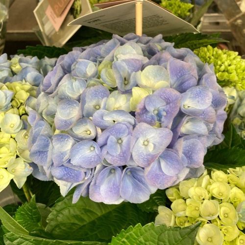 Hortensia Hovaria Nouveau Double Bleu - Pot De 14 Cm