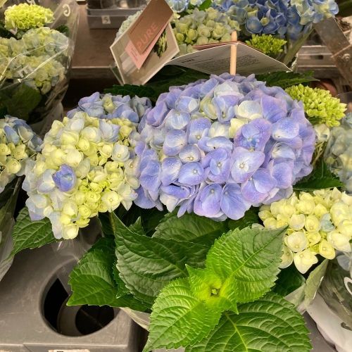 Hortensia Hovaria Nouveau Double Bleu - Pot De 14 Cm