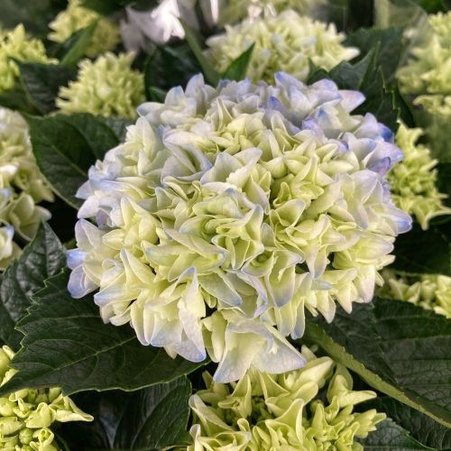 Hortensia Hovaria Nouveau Double Bleu - Pot De 14 Cm