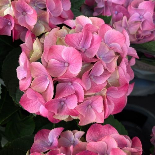 Hortensia Macrophylla Ningbo Violet 7/8 - Pot De 14 Cm