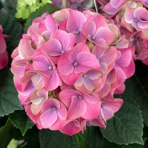 Hortensia Macrophylla Ningbo Violet 7/8 - Pot De 14 Cm