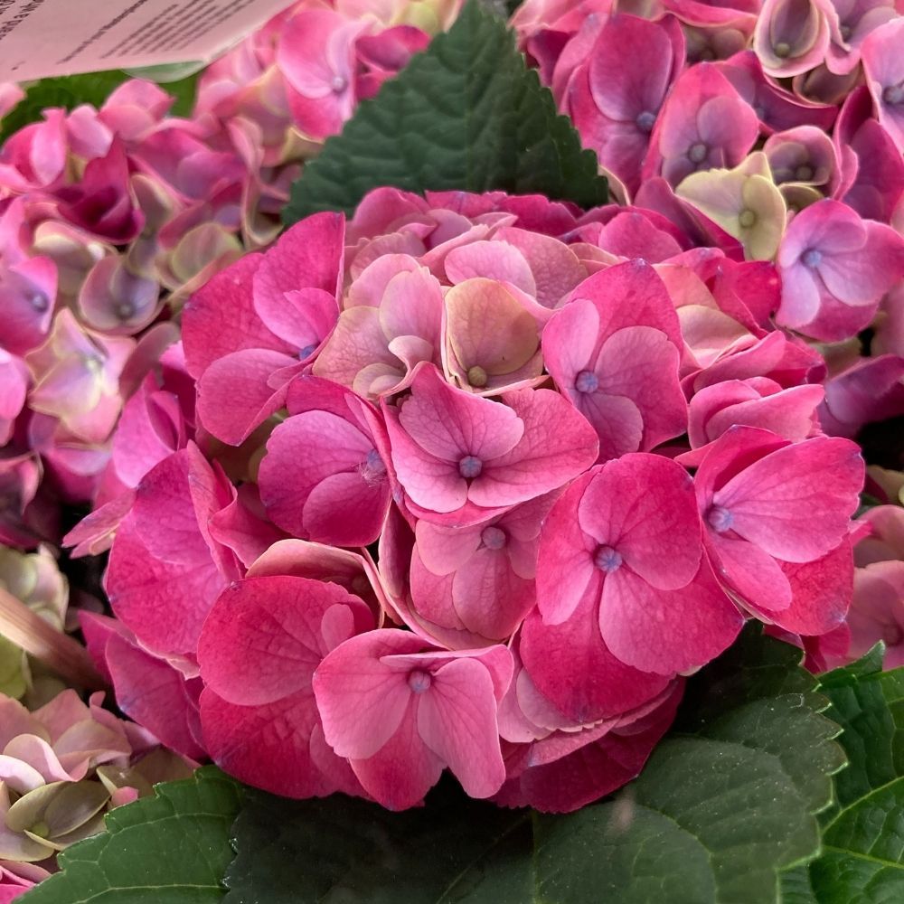 Hortensia Macrophylla Ningbo Violet 7/8 - Pot De 14 Cm