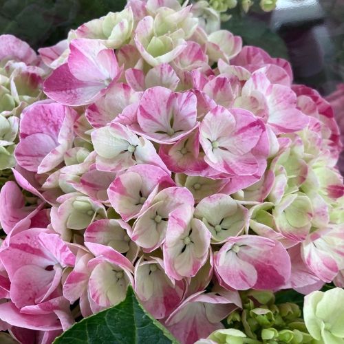 Hortensia Curly Wurly Rose 7/8 - Pot De 14 Cm