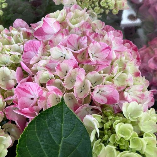 Hortensia Curly Wurly Rose 7/8 - Pot De 14 Cm