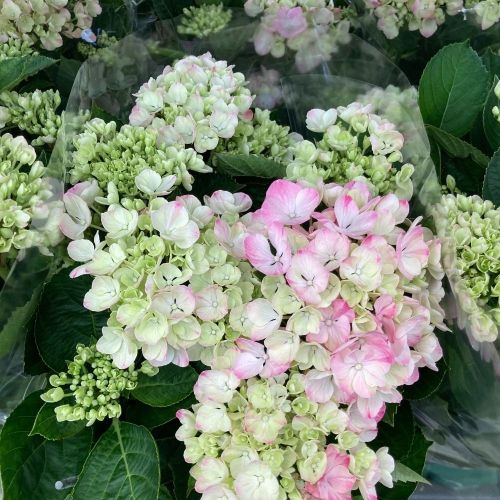 Hortensia Curly Wurly Rose 7/8 - Pot De 14 Cm