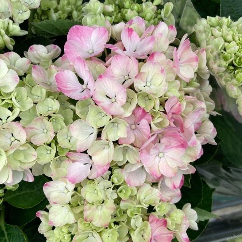 Hortensia Curly Wurly Rose 7/8 - Pot De 14 Cm