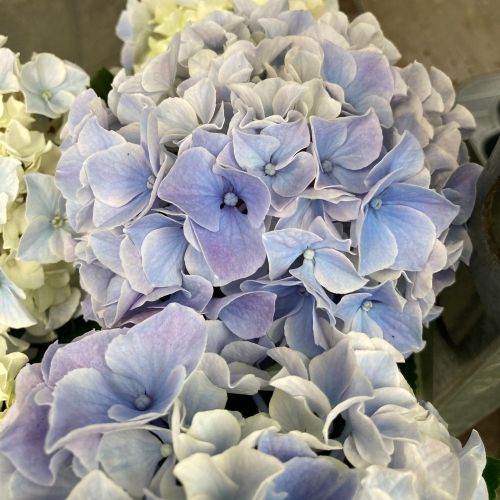 Hortensia Magical Revolution Bleu 3+ - Pot De 10,5 Cm