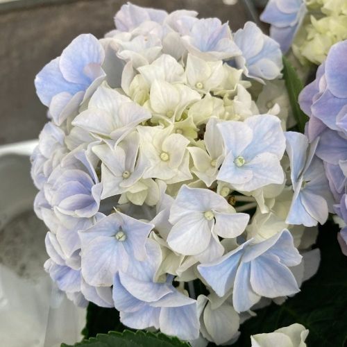 Hortensia Magical Revolution Bleu 3+ - Pot De 10,5 Cm