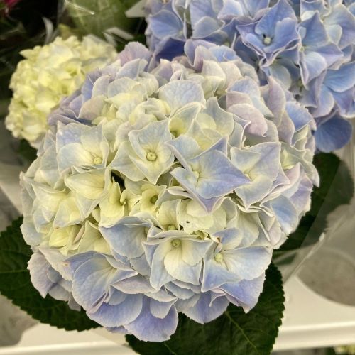 Hortensia Magical Revolution Bleu 3+ - Pot De 10,5 Cm