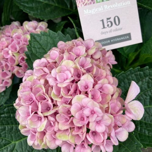 Hortensia Marc Révolution Magical Rose 3+ - Pot De 10,5 Cm