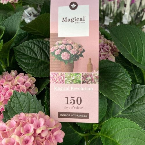 Hortensia Marc Révolution Magical Rose 3+ - Pot De 10,5 Cm