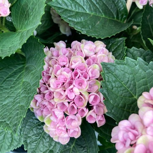 Hortensia Marc Révolution Magical Rose 3+ - Pot De 10,5 Cm