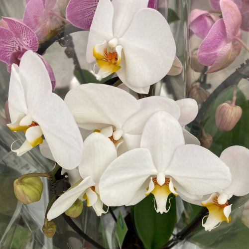 Orchidée Phalaenopsis Mirror Miracle