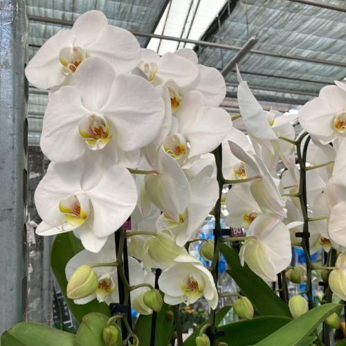 Orchidée Phalaenopsis Mirror Miracle