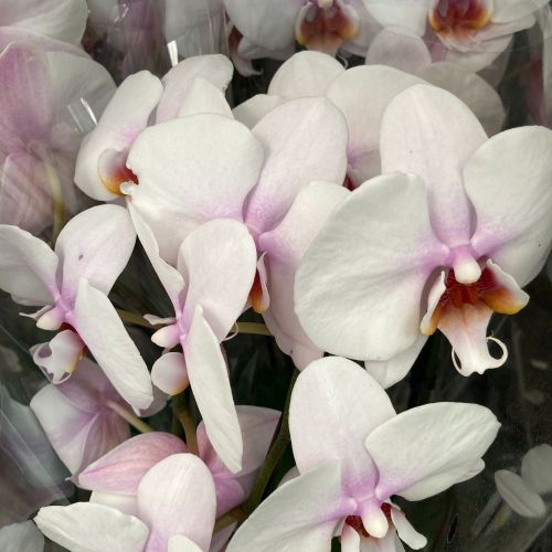  Phalaenopsis Orchidée 2Tiges Blanches