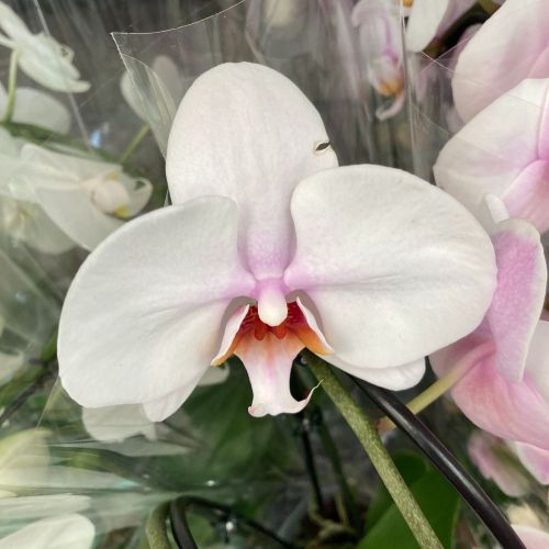  Phalaenopsis Orchidée 2Tiges Blanches