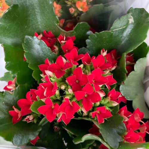 Kalanchoe Succulente Rouge