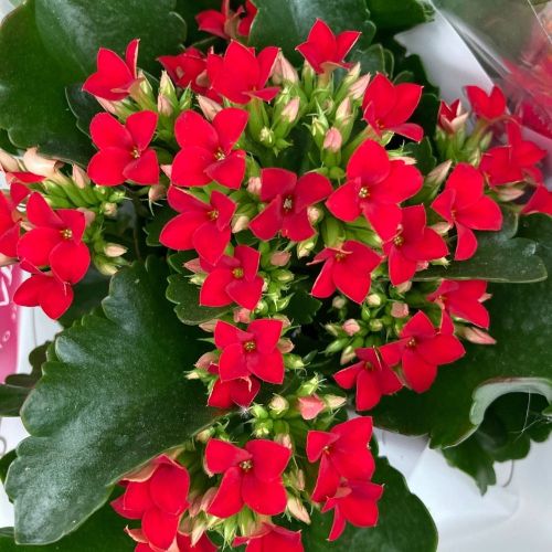 Kalanchoe Succulente Rouge